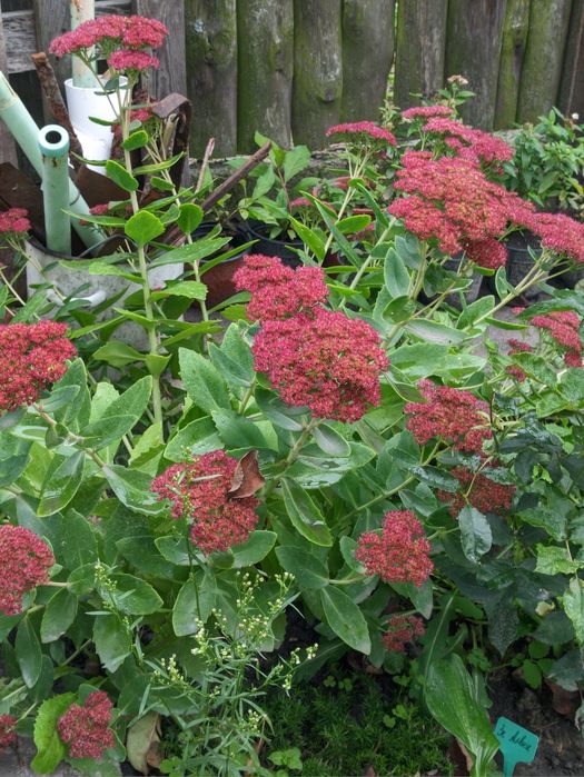 Різні вуличні рослини, плетючі, низькорослі