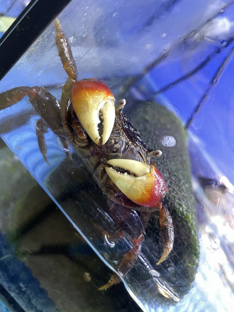 Krab Tęczowy etc,