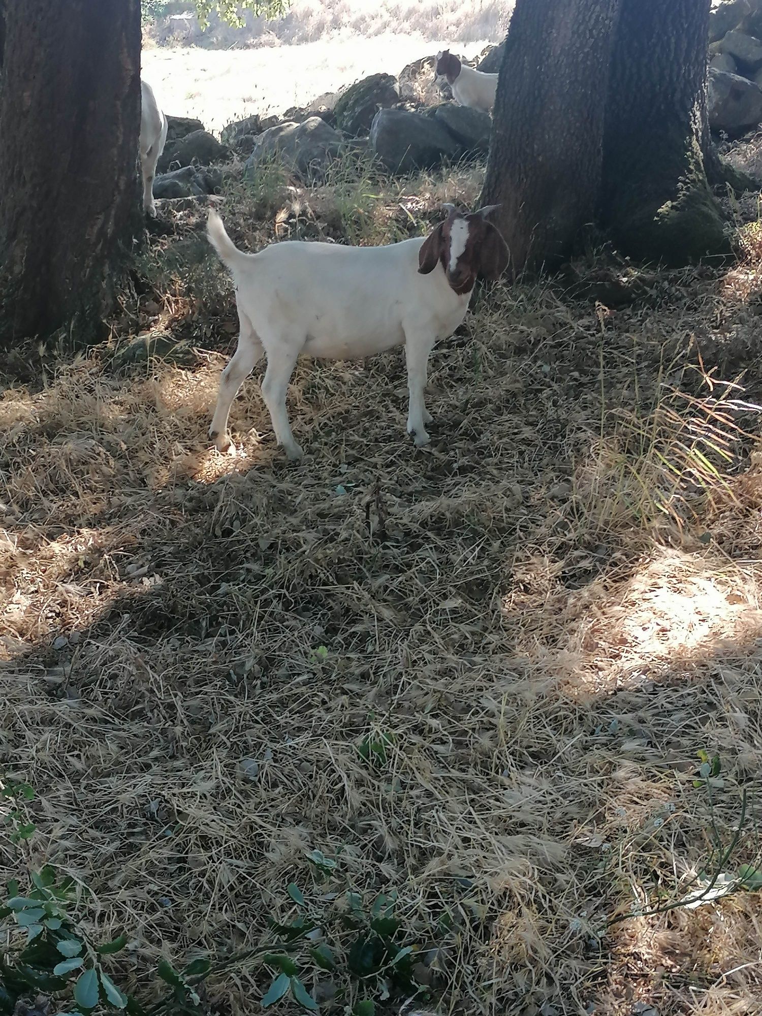 Cabras raça Boer