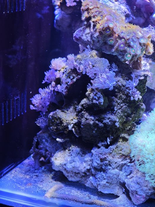 Akwarium, żywa skała, korale