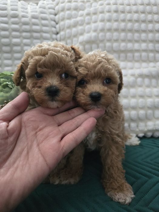 Bichpoo Poochon f1b  suczka pudel toy badania