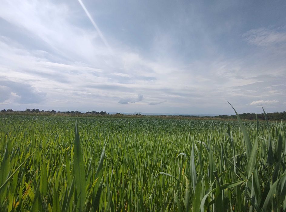 Sprzedam owies Bingo