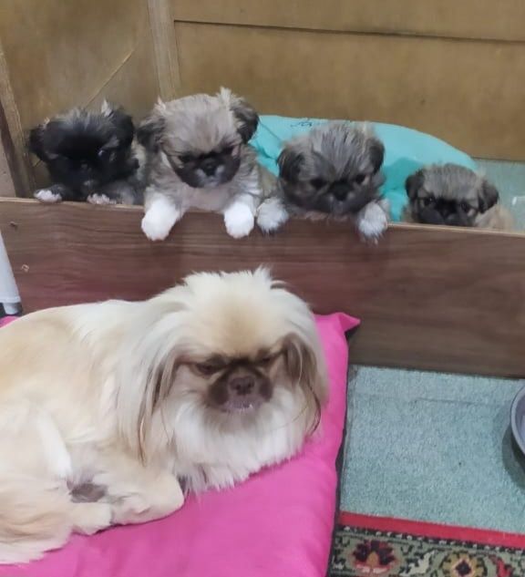 До продажу готові пекінеси