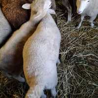 Cabras cabritos ovelhas e borregos para venda