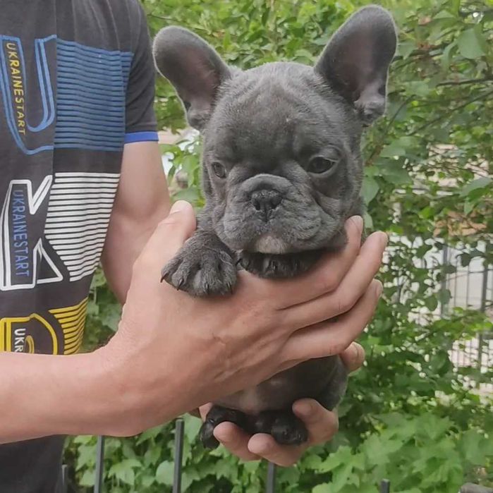 Елітний хлопчик бульдога