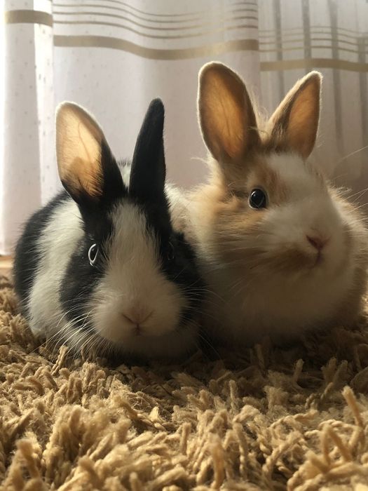 Miniaturki króliki