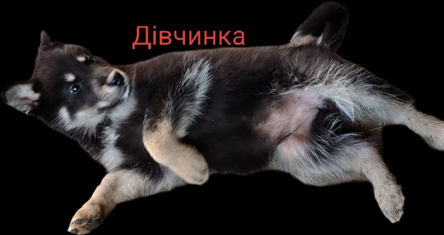 Віддам файних дівчаток