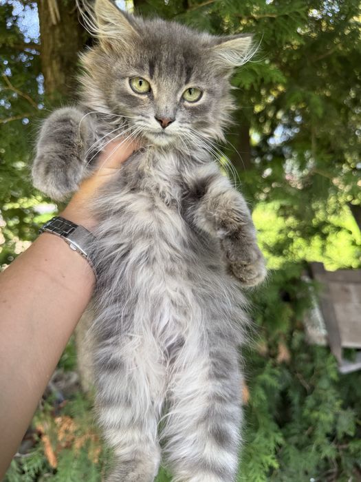 Котики в хороші руки/безпритульні