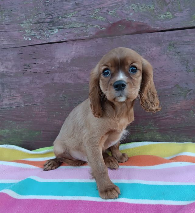 Piesek Cavalier King Charles Spaniel