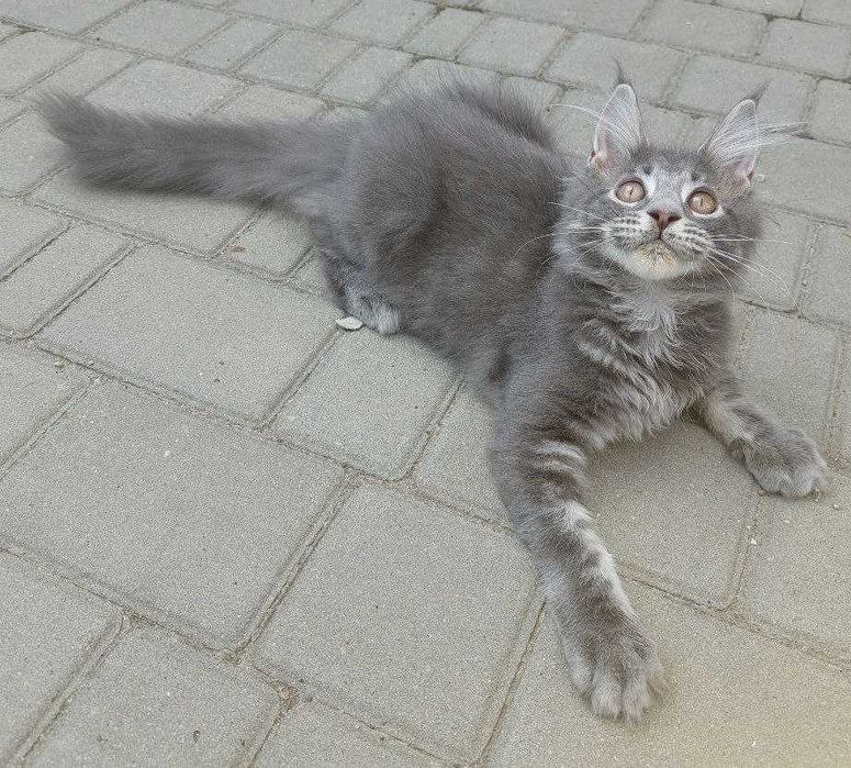 Кошеня  Мейн-кун