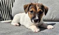 Jack Russell Terrier