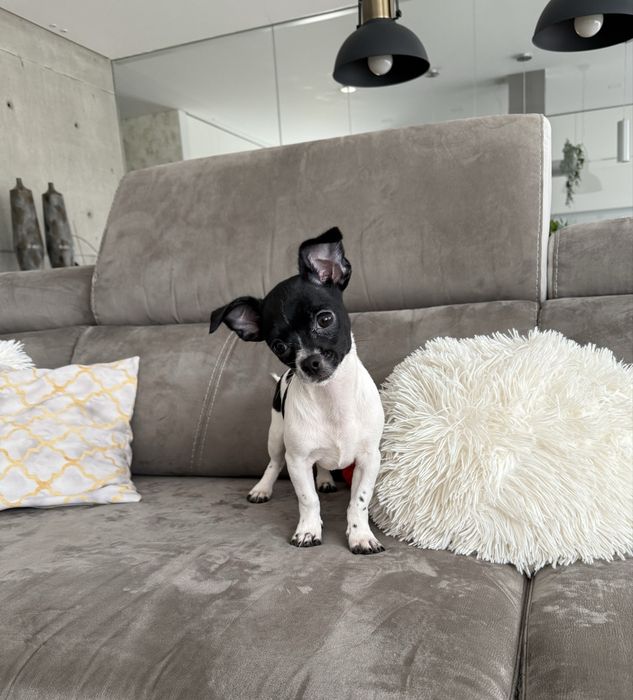 Excelente mini Chihuahua/Chiuaua de Qualidade