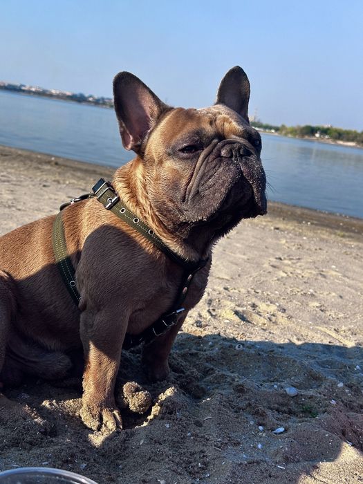 Вязка Французский бульдог