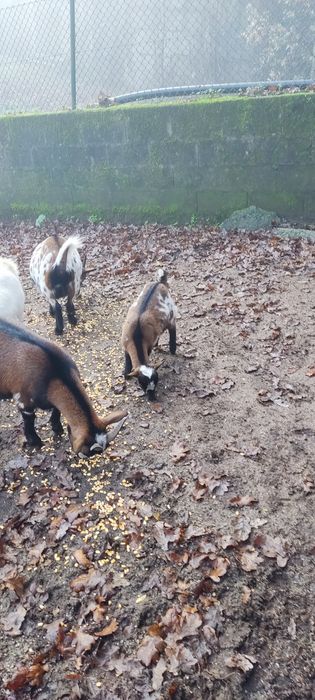 Cabras anãs para venda