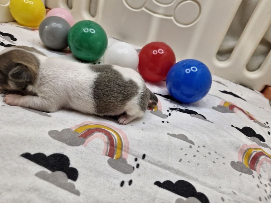 Chihuahua piekny piesek