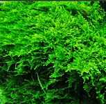 christmas moss ( planta aquario )