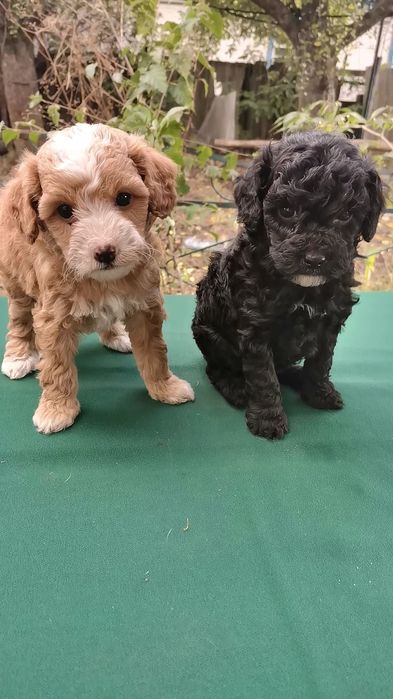 Пуделята тои ласкаві породні