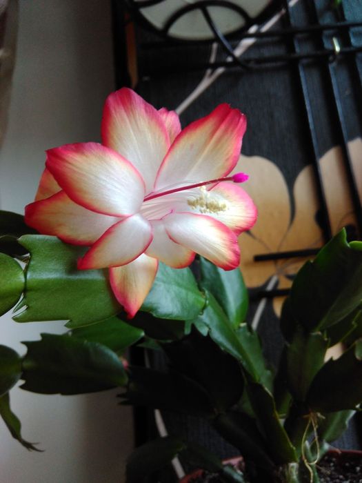 Шлюмбергера samba brazil