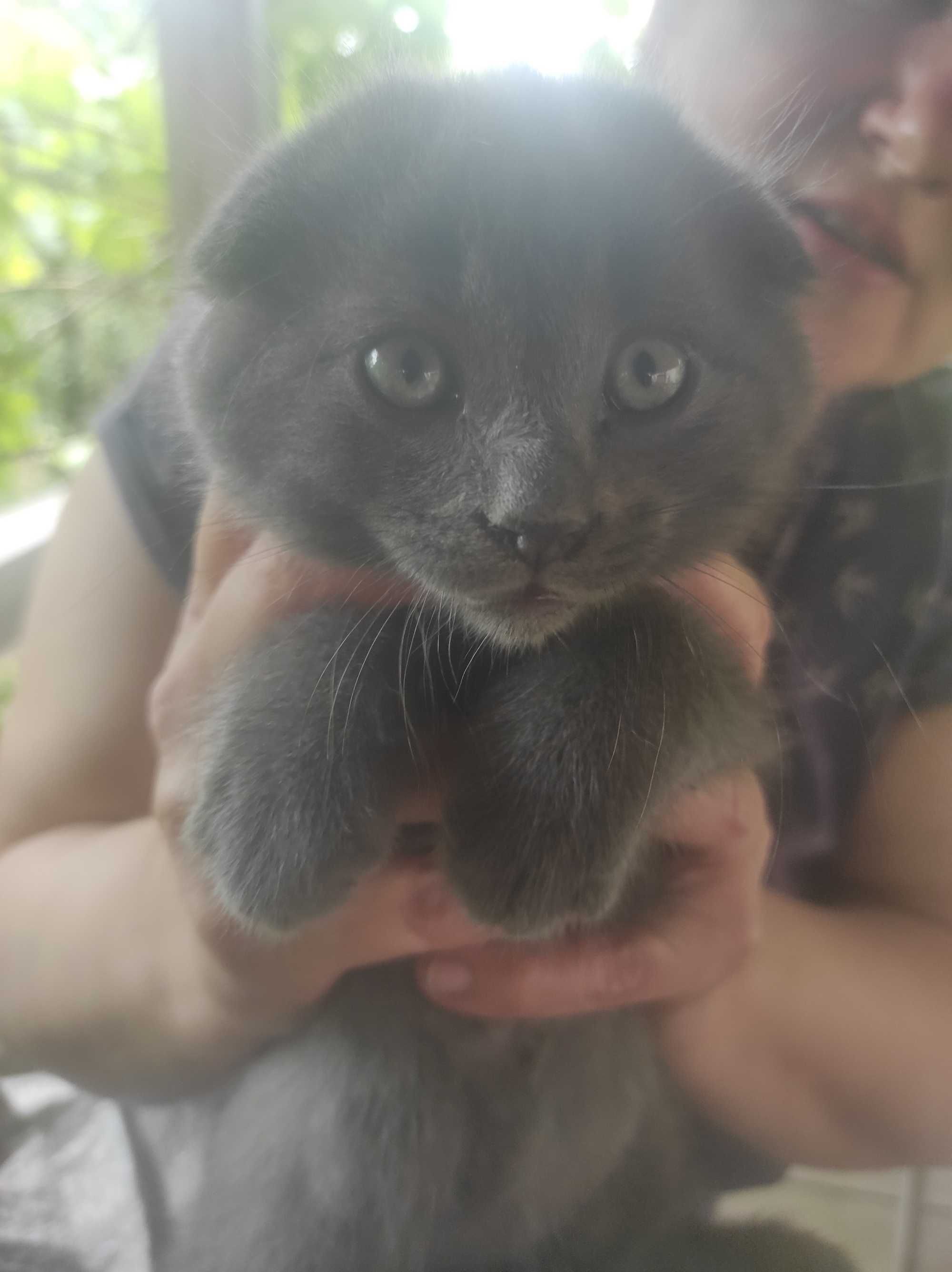 Шукаю родину кошенятам
