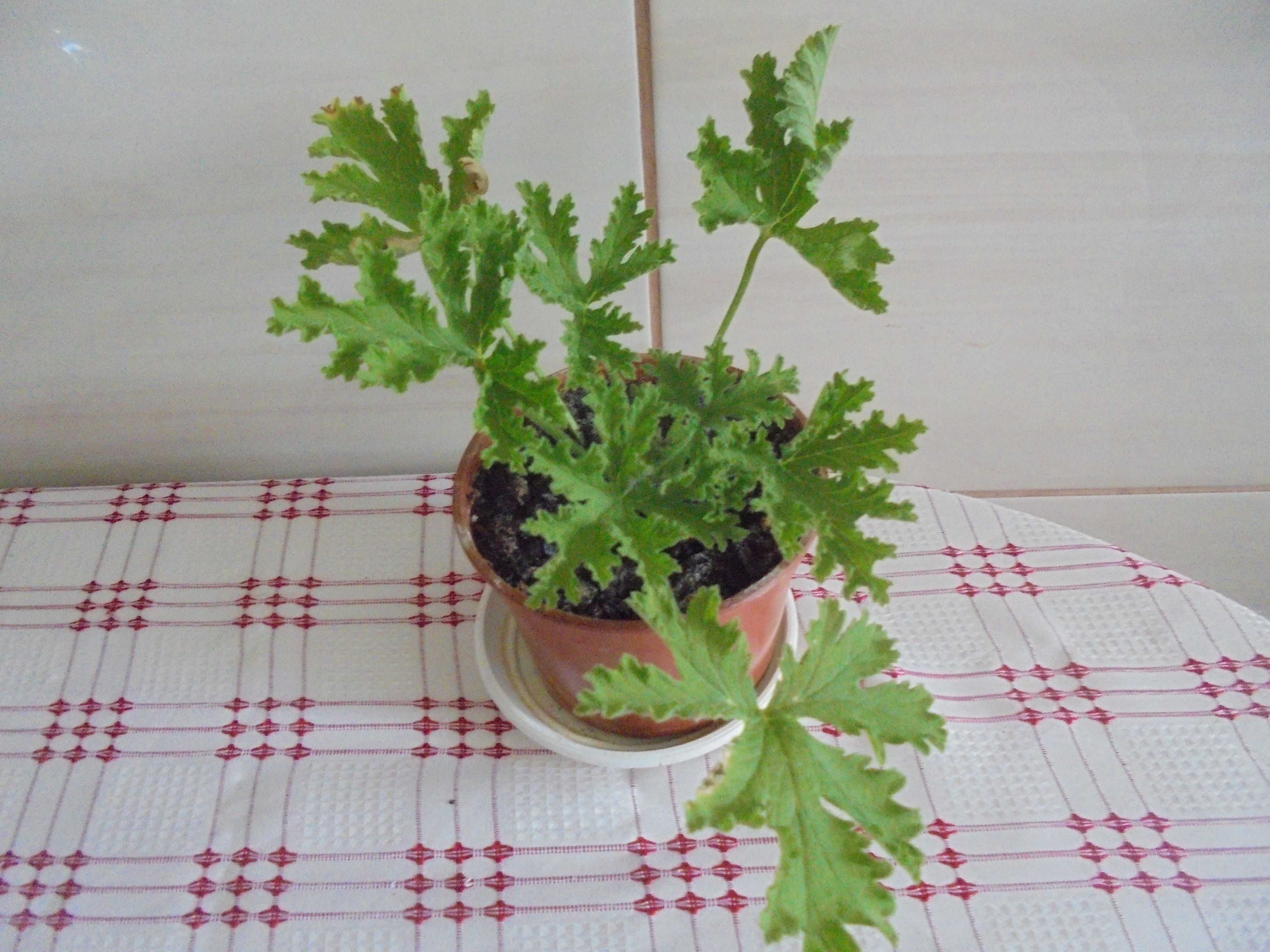 Anginka Geranium