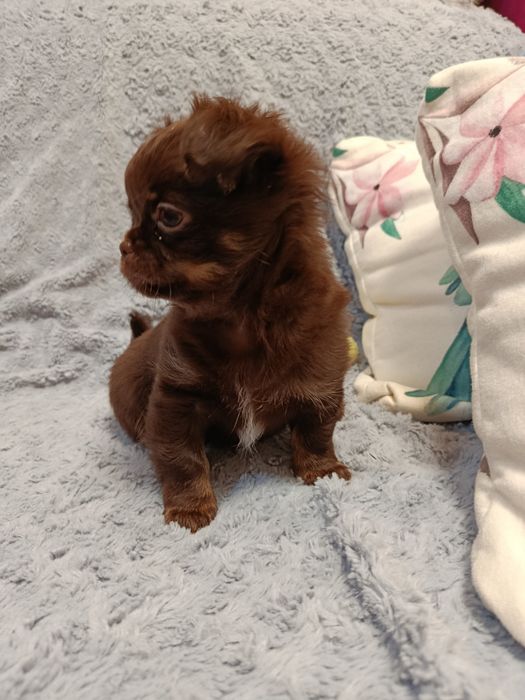 Чихуа довго шерстні,хлопчики