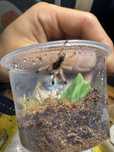 Avicularia metallica L1 Ptasznik