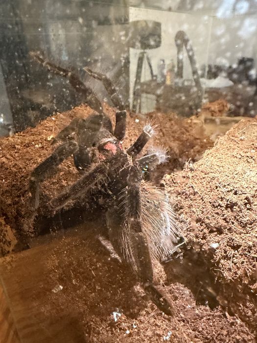 Xenesthis sp Bright 7 dc samica