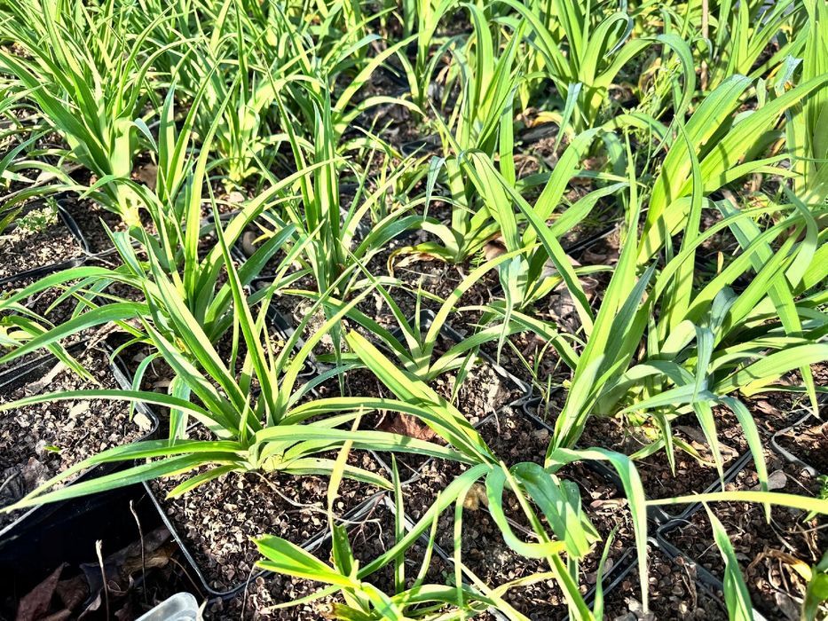 Liliowiec rdzawy 'Kwanso' Pomarańczowy 2.5L (Hemerocallis fulva)