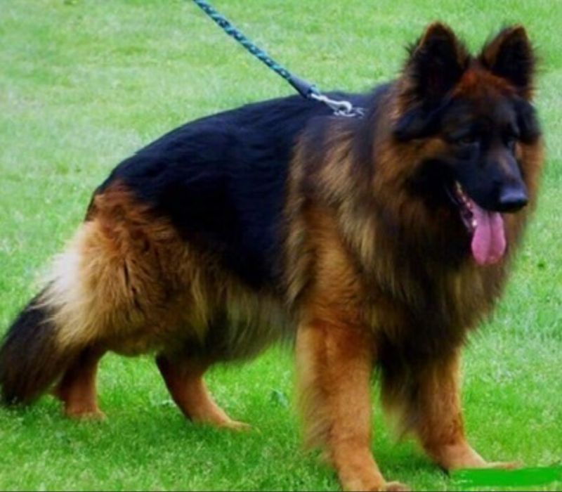 Owczarki Niemieckie Owczarek Niemiecki KLASA