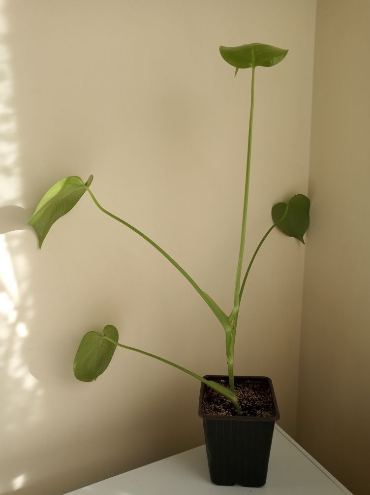 Sadzonka młoda Monstera Deliciosa 50 cm z nasiona Madera