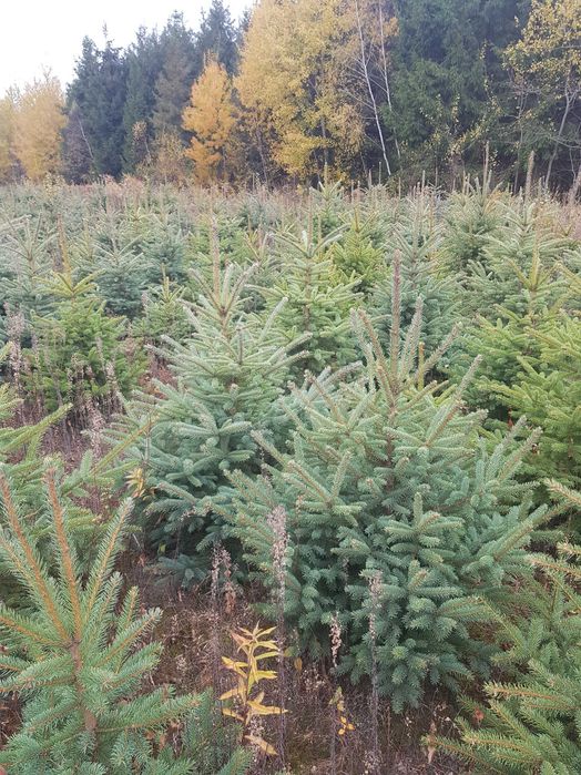 Świerk srebrny, duża plantacja