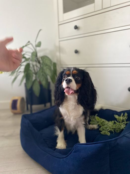 Cavalier King spaniel piesek gotowe do odbioru
