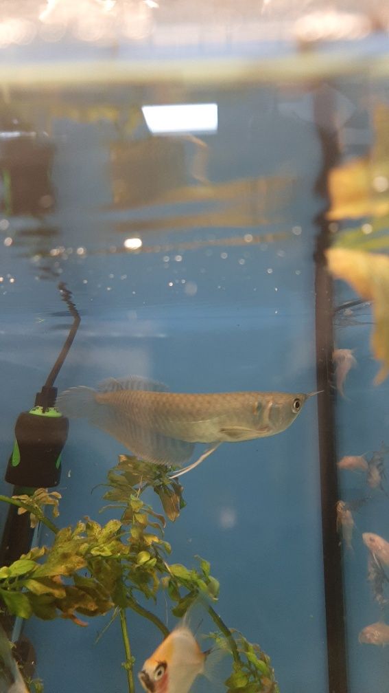 Arowana w PAWIK.PL sklep zoologiczny