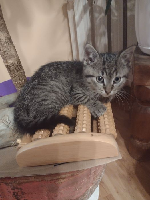 Maluszek ,kocurek,szuka domku.