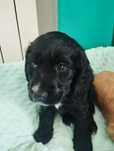 Cocker Spaniel Angielski