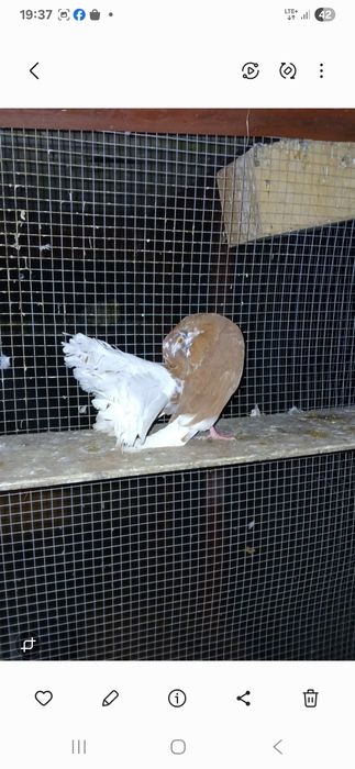 Sprzedam golebie pawiki dwie pary