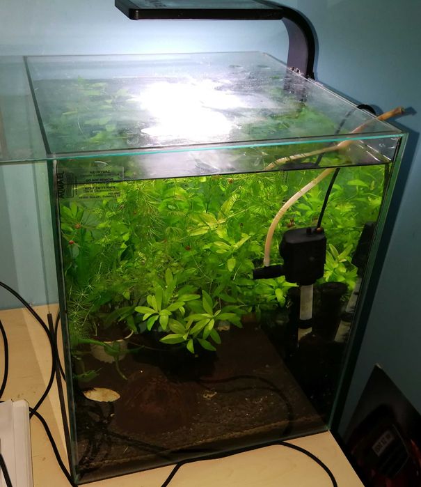 Akwarium aquael 33 litry z roslinkami i rybami glonojad zbrojnk niebie