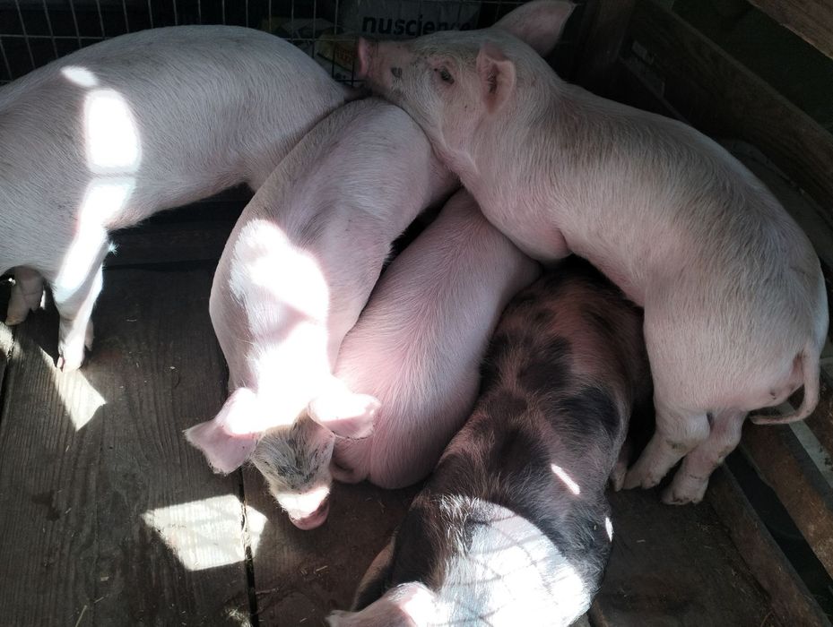 Поросята поросятка 1м , 1.5м