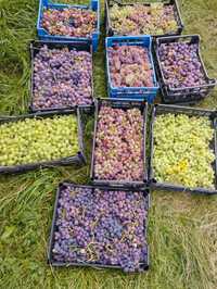 Саджанці різних сортів винограду
