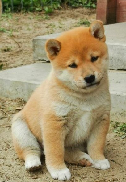 Shiba inu piesek