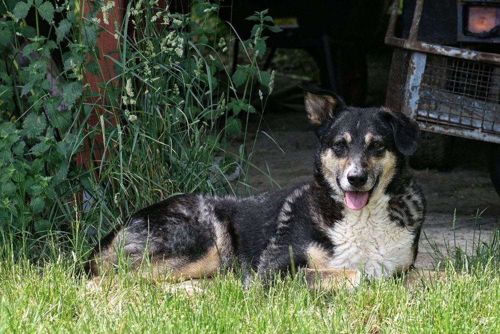 Roxi poleca się do adopcji