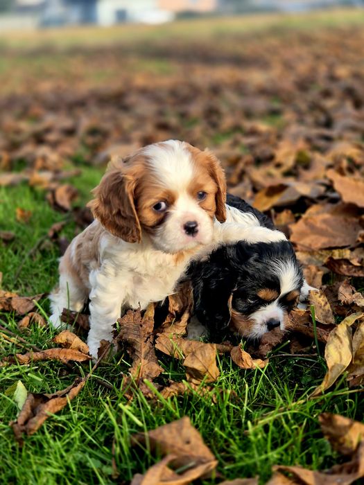 Cavalier King Charles Spaniel chłopaki