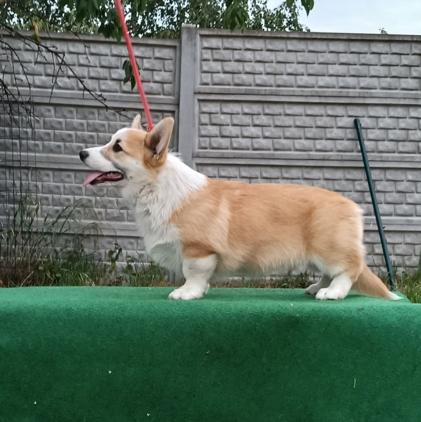 Kochany chłopiec corgi pembroke ZKwP FCI