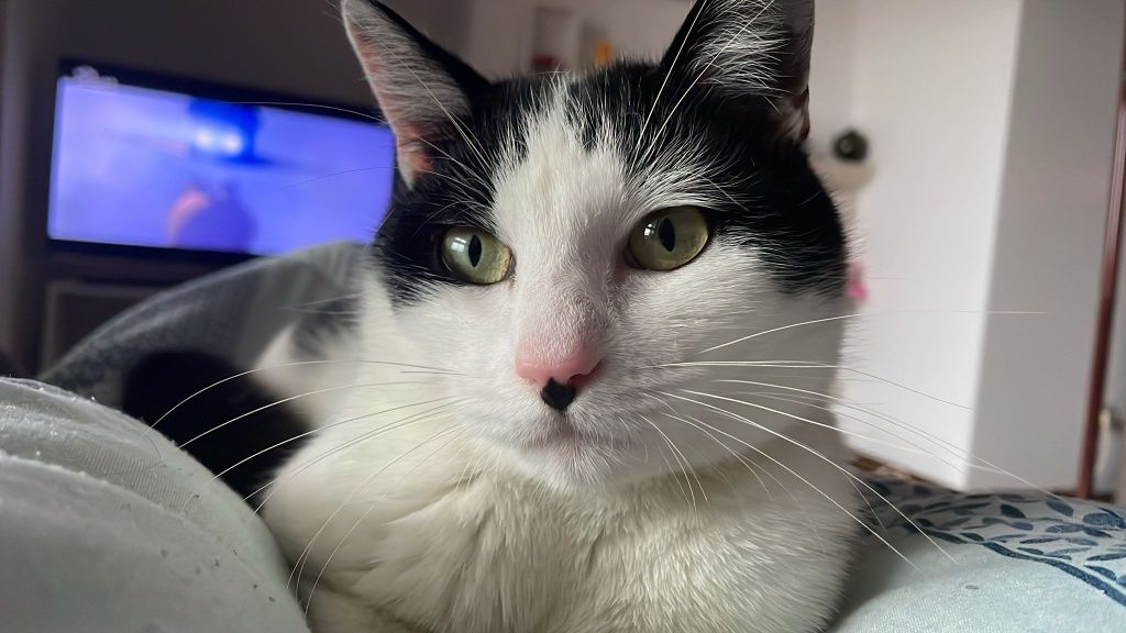 Gatinho jovem super meigo para adoção