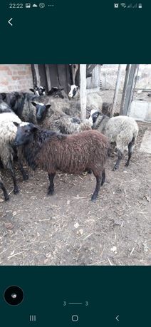 Продам овец Ромаровской породы