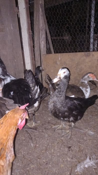 Vendem se patos mudos várias idades