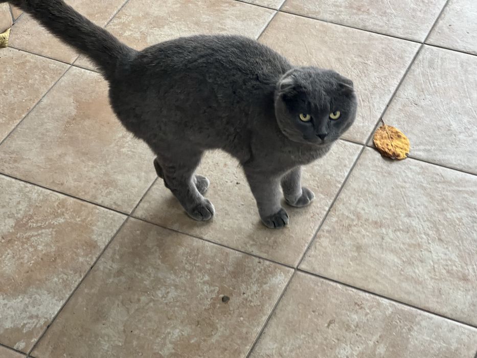 Кіт весловухий британець