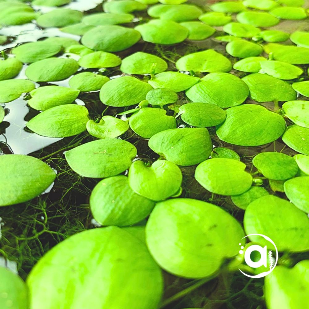 Limnobium laevigatum planta flutuante
