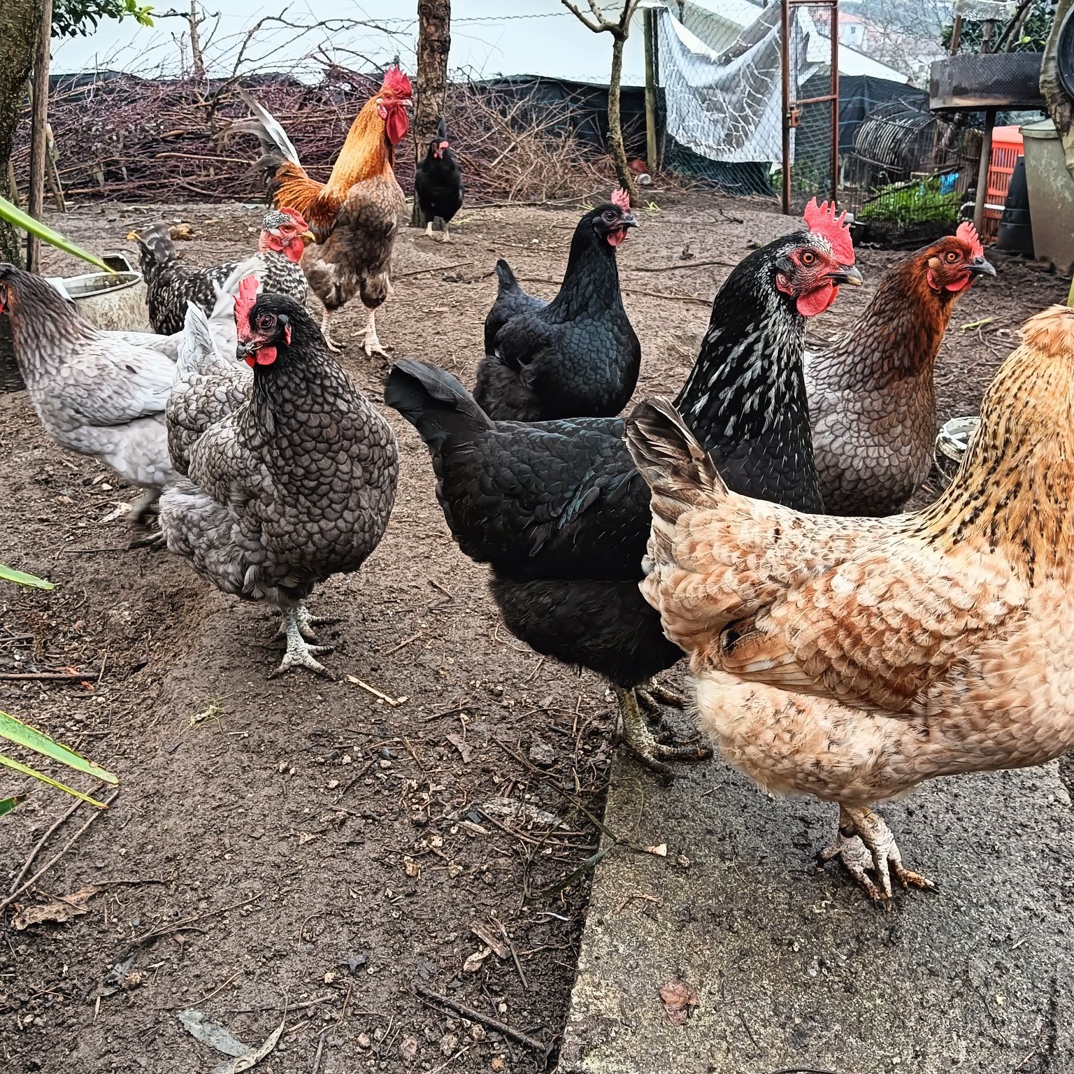 Ovos galados verdes e de várias raças