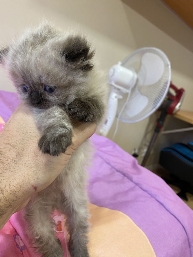 Gatinho Persa creme tigrado